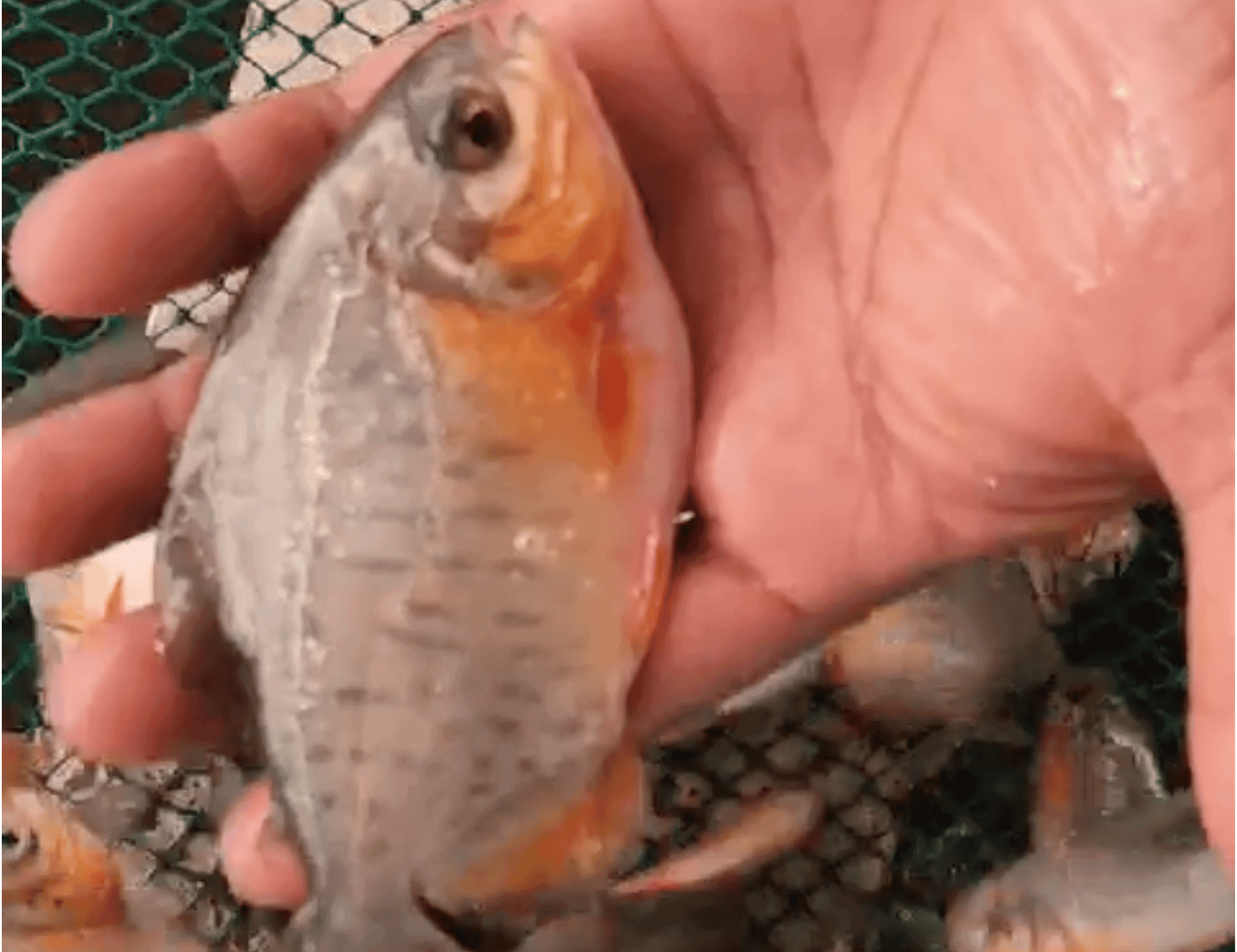 Video thumb