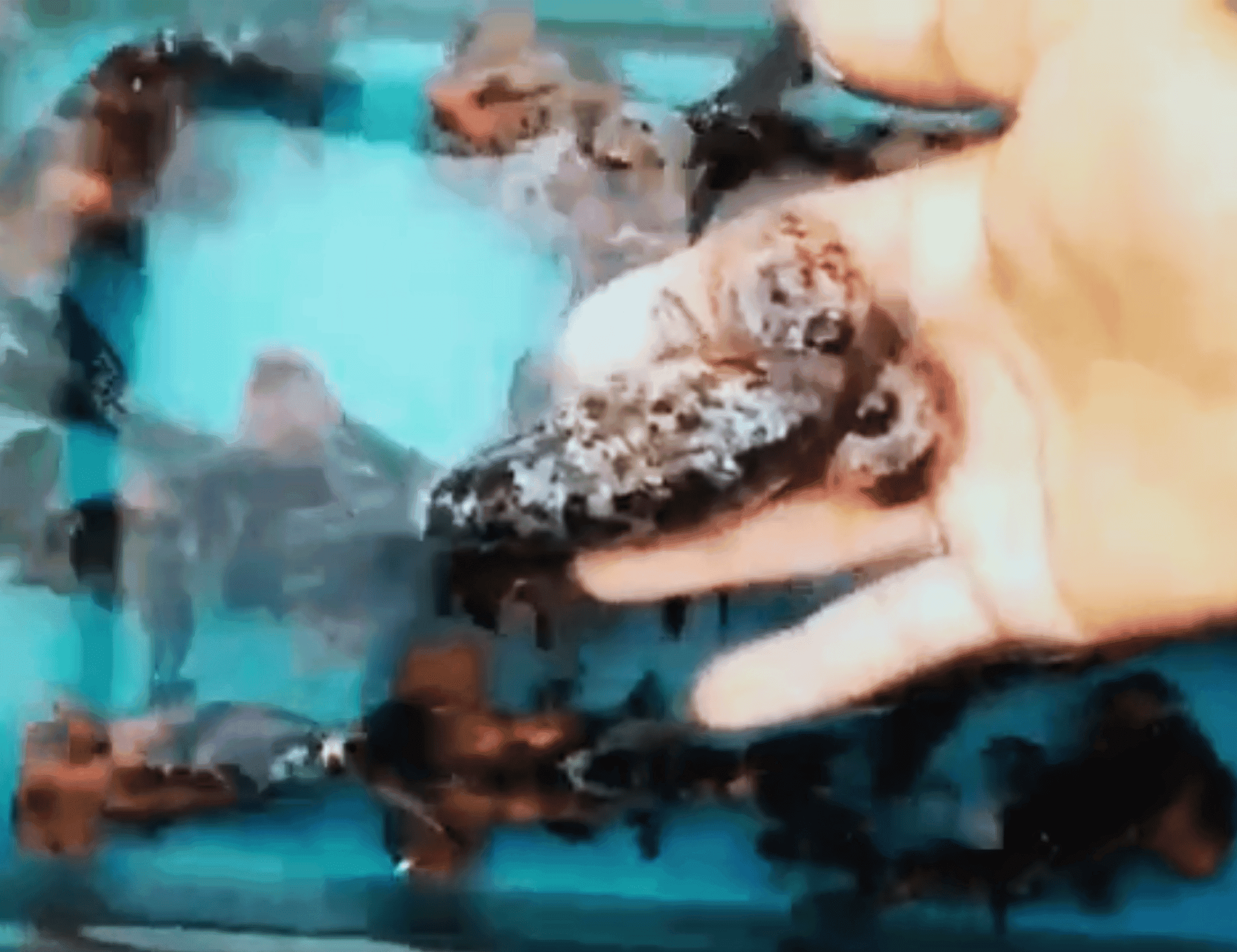 Video thumb