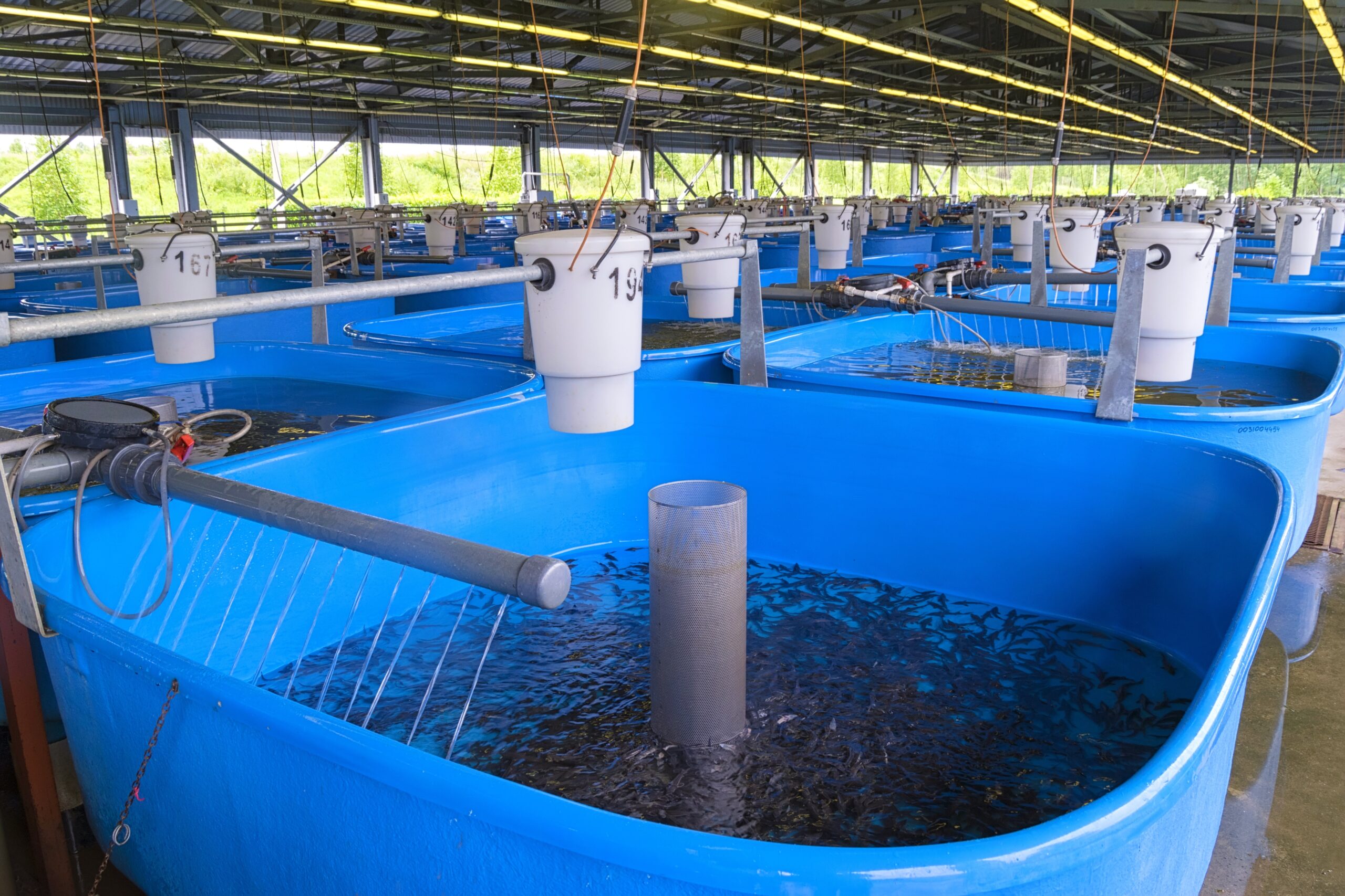 amur sturgeon (acipenser schrenckii) fingerlings in the hatchery incubator. fish farm for artificial breeding of sturgeon. jewish autonomous region, far east, russia.