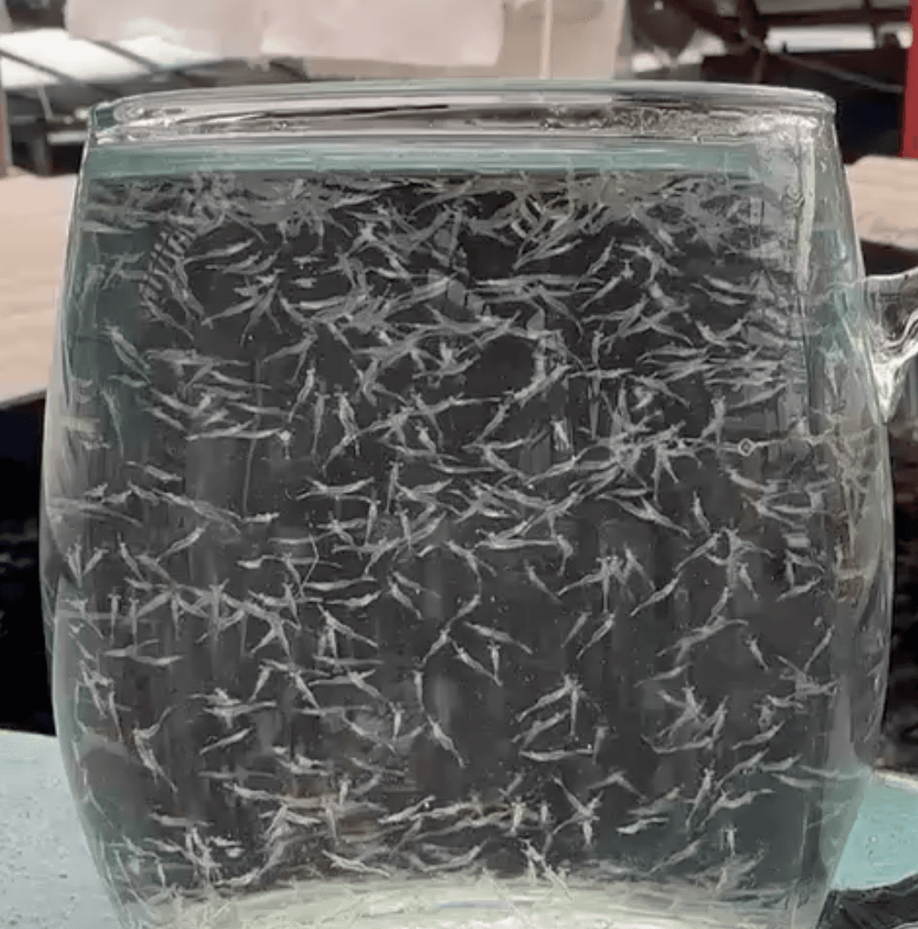 Vannami post larvae